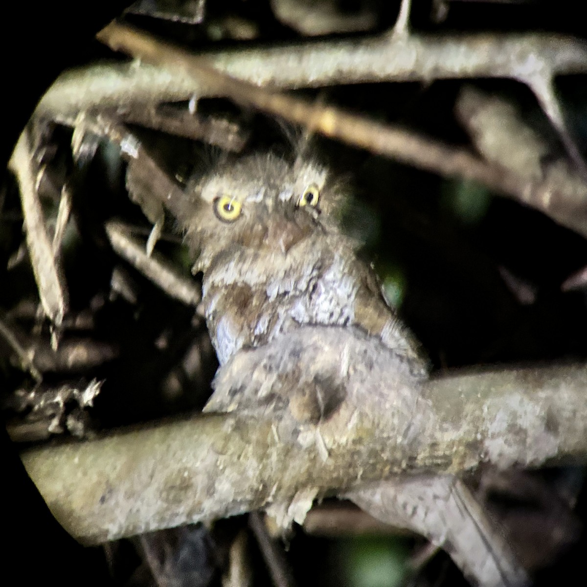 Palawan Frogmouth - ML642516205