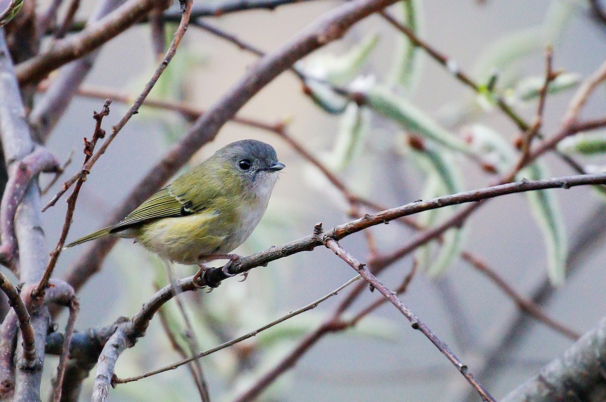 Green Shrike-Babbler - ML642516208