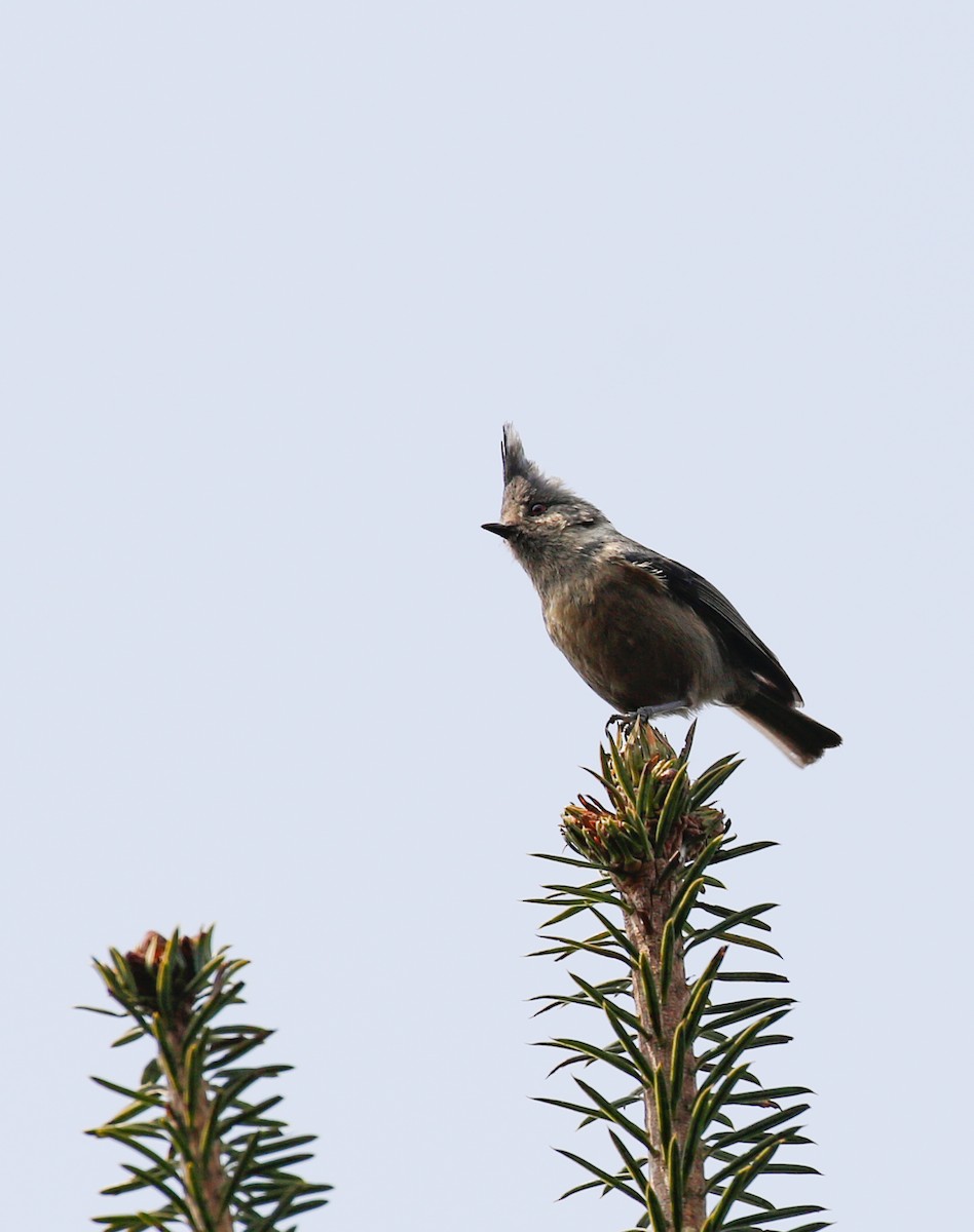 Gray-crested Tit - ML642516214
