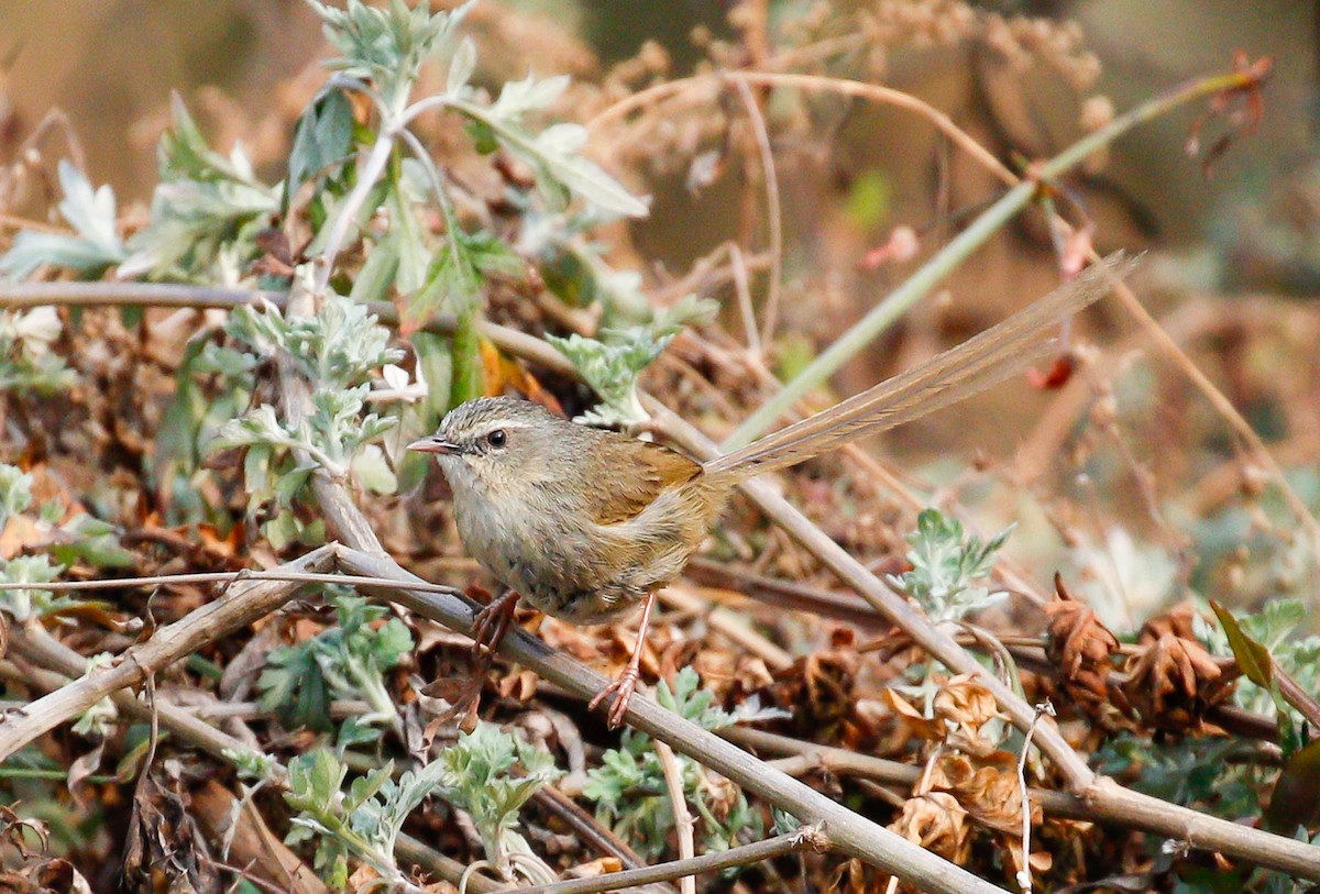 Black-throated Prinia - ML642516219