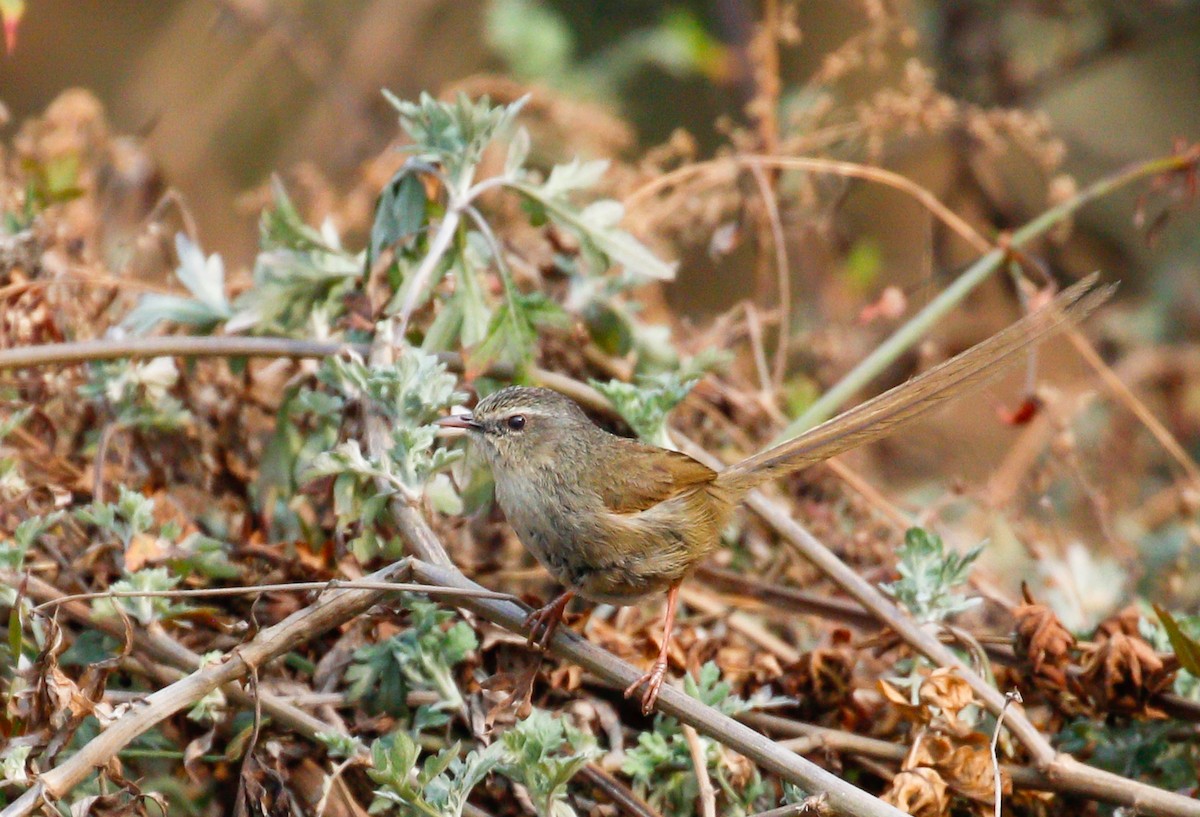 Black-throated Prinia - ML642516220
