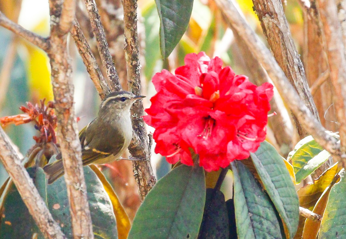 Buff-barred Warbler - ML642516224