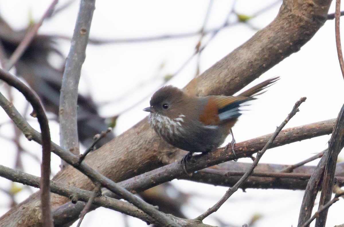 Fulvetta de Ludlow - ML642516232