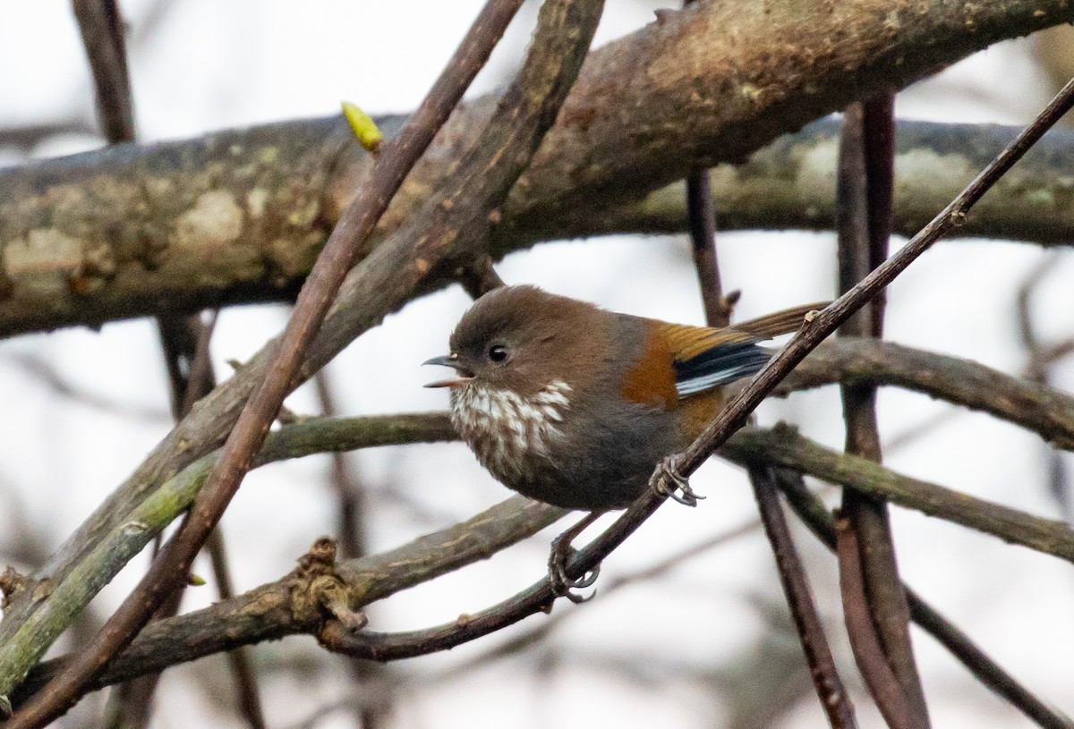 Fulvetta de Ludlow - ML642516233