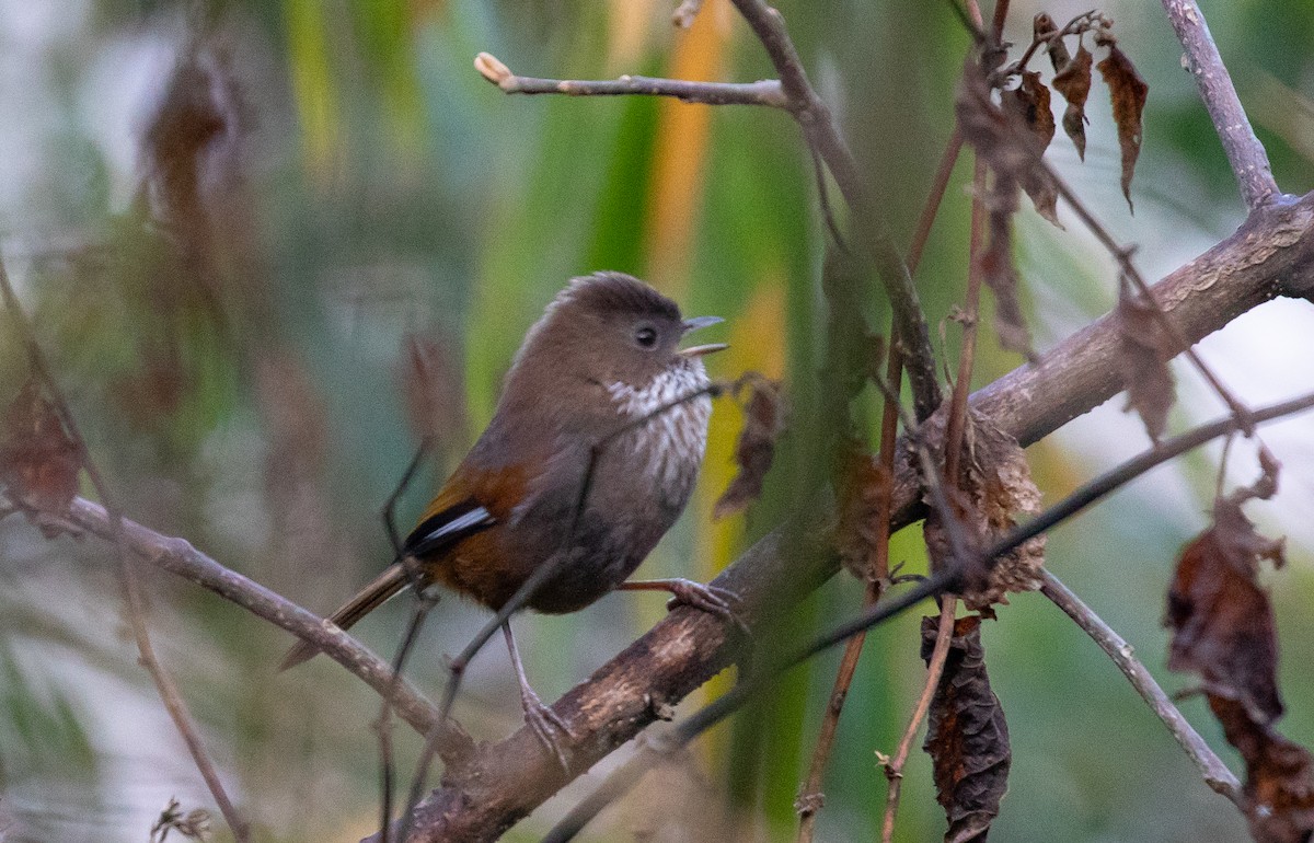 Fulvetta de Ludlow - ML642516234