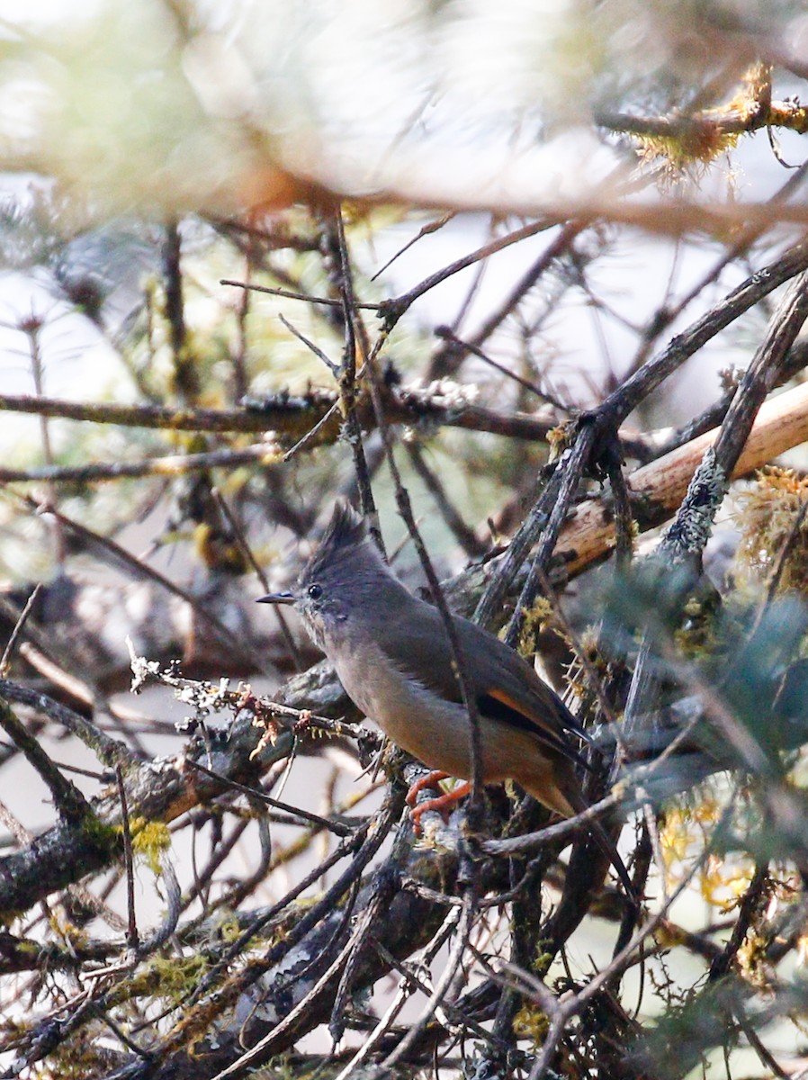 Yuhina à gorge striée - ML642516236