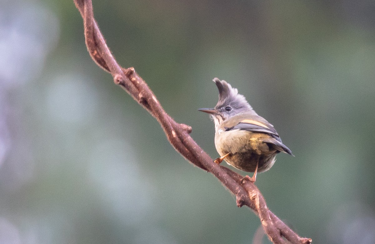 Yuhina à gorge striée - ML642516237