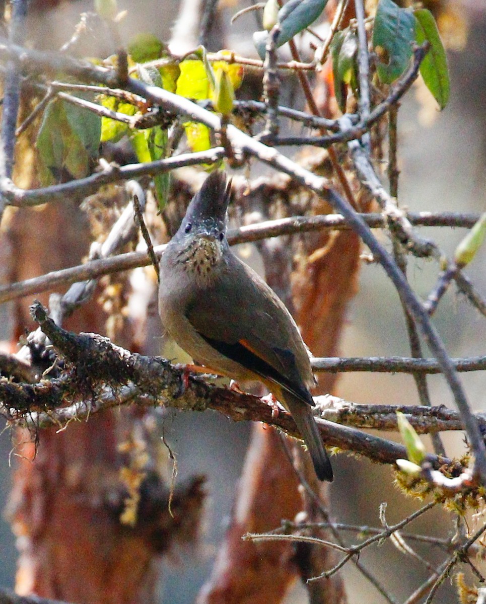 Yuhina à gorge striée - ML642516238