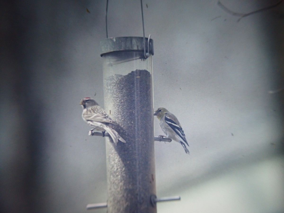 Redpoll (Common) - ML642516239
