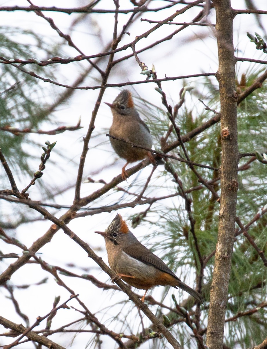 Yuhina à ventre roux - ML642516240