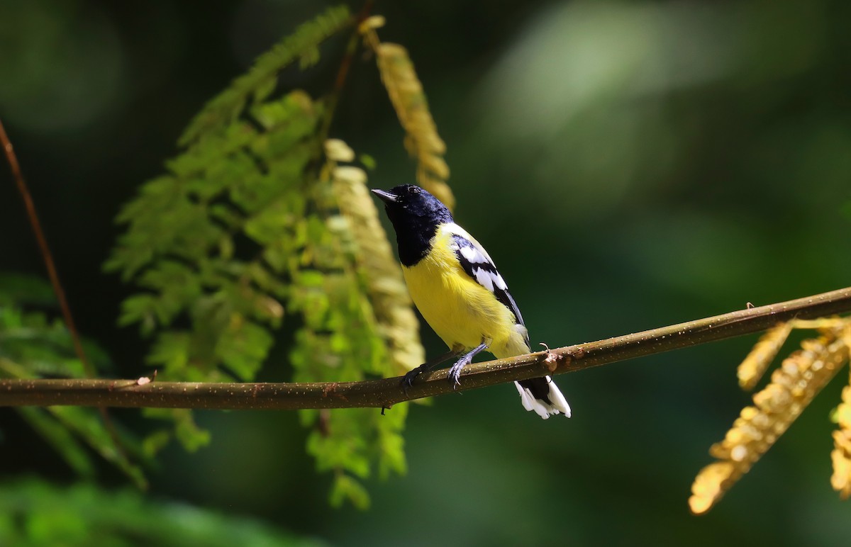 Mésange de Palawan - ML642516255