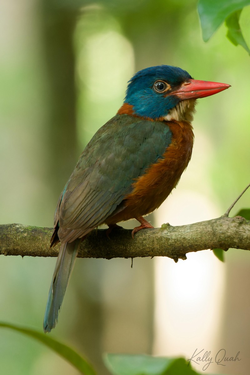 Green-backed Kingfisher - ML642516263