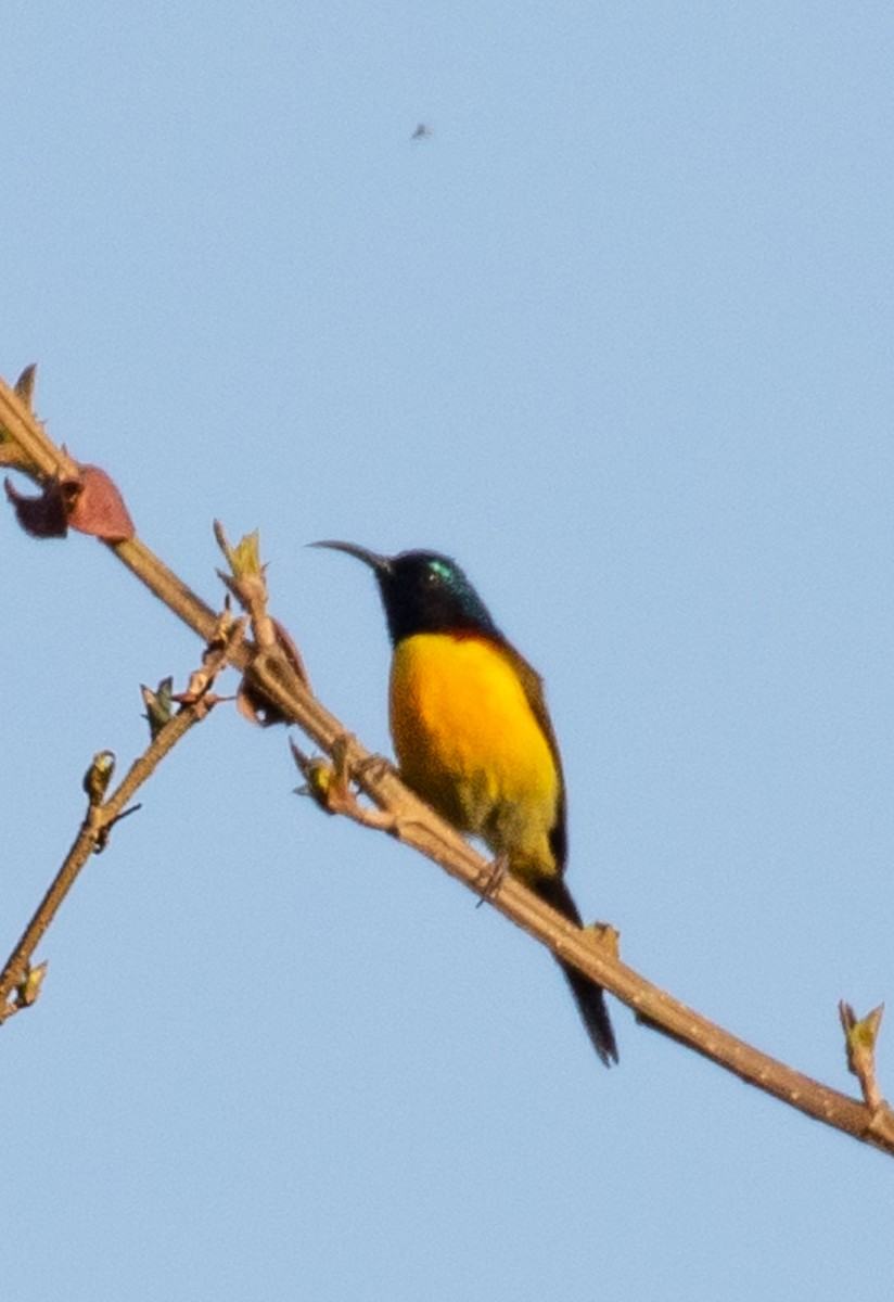 Green-tailed Sunbird - ML642516265