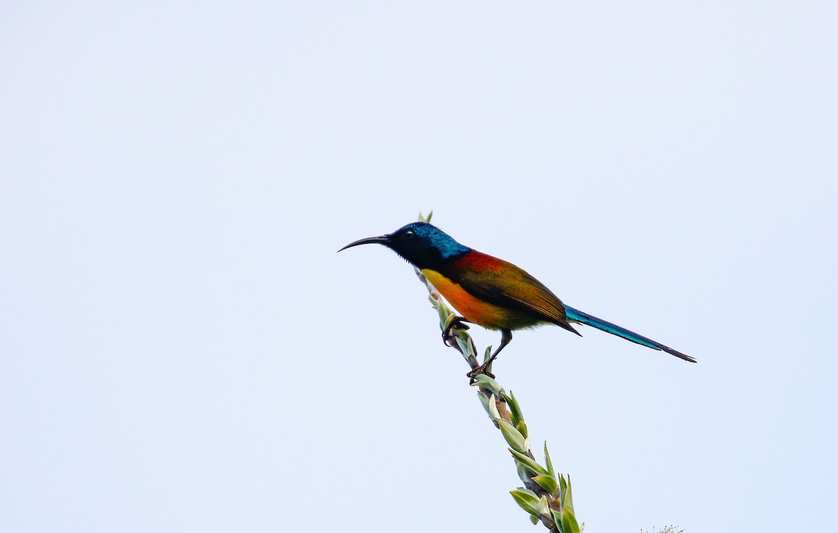 Green-tailed Sunbird - ML642516266