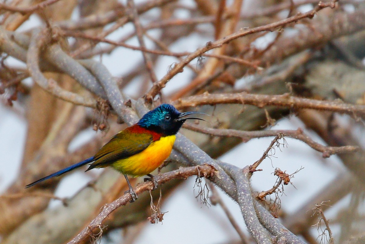 Green-tailed Sunbird - ML642516267