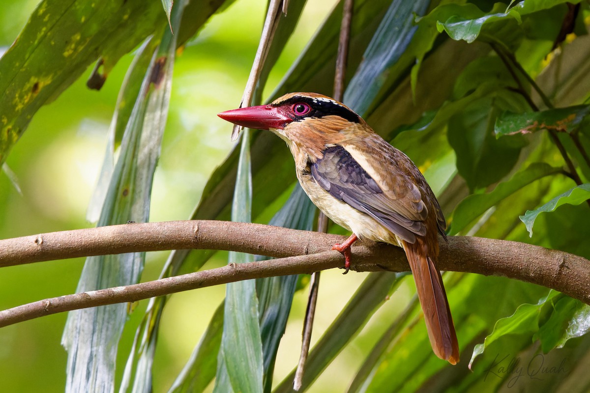 Sulawesi Lilac Kingfisher - ML642516275