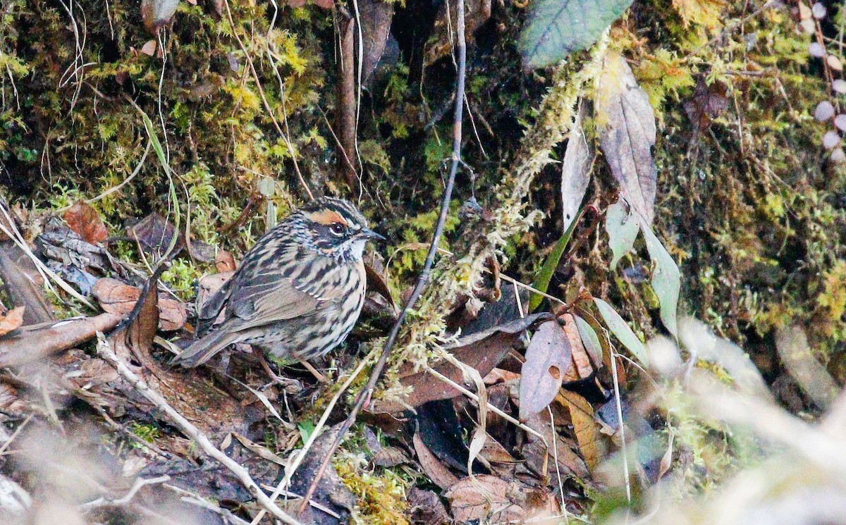 Rufous-breasted Accentor - ML642516276