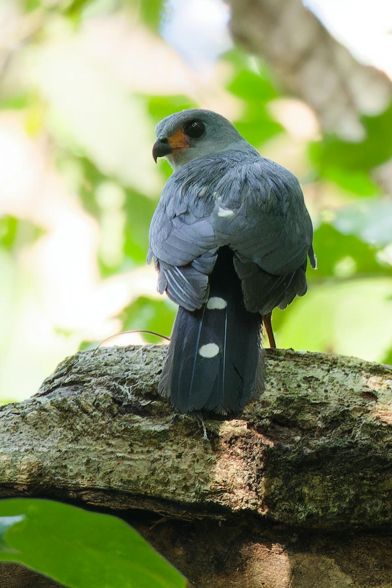 Spot-tailed Goshawk - ML642516281