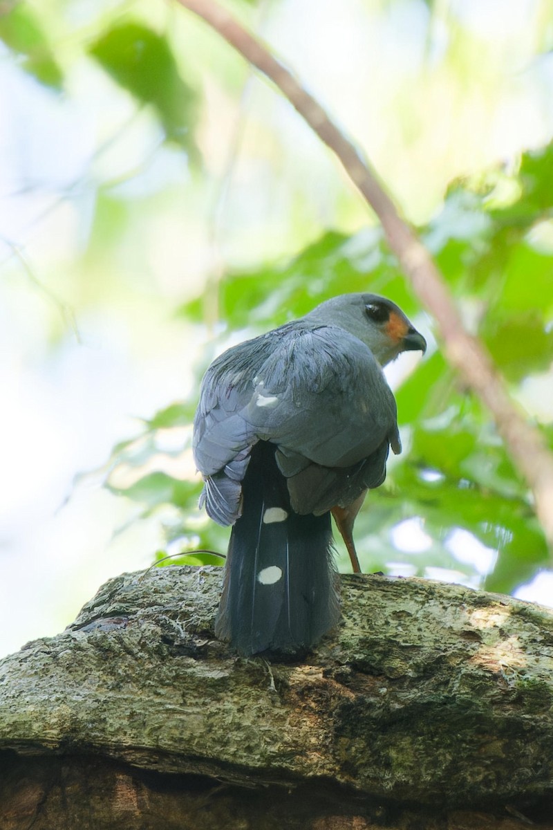Spot-tailed Goshawk - ML642516282