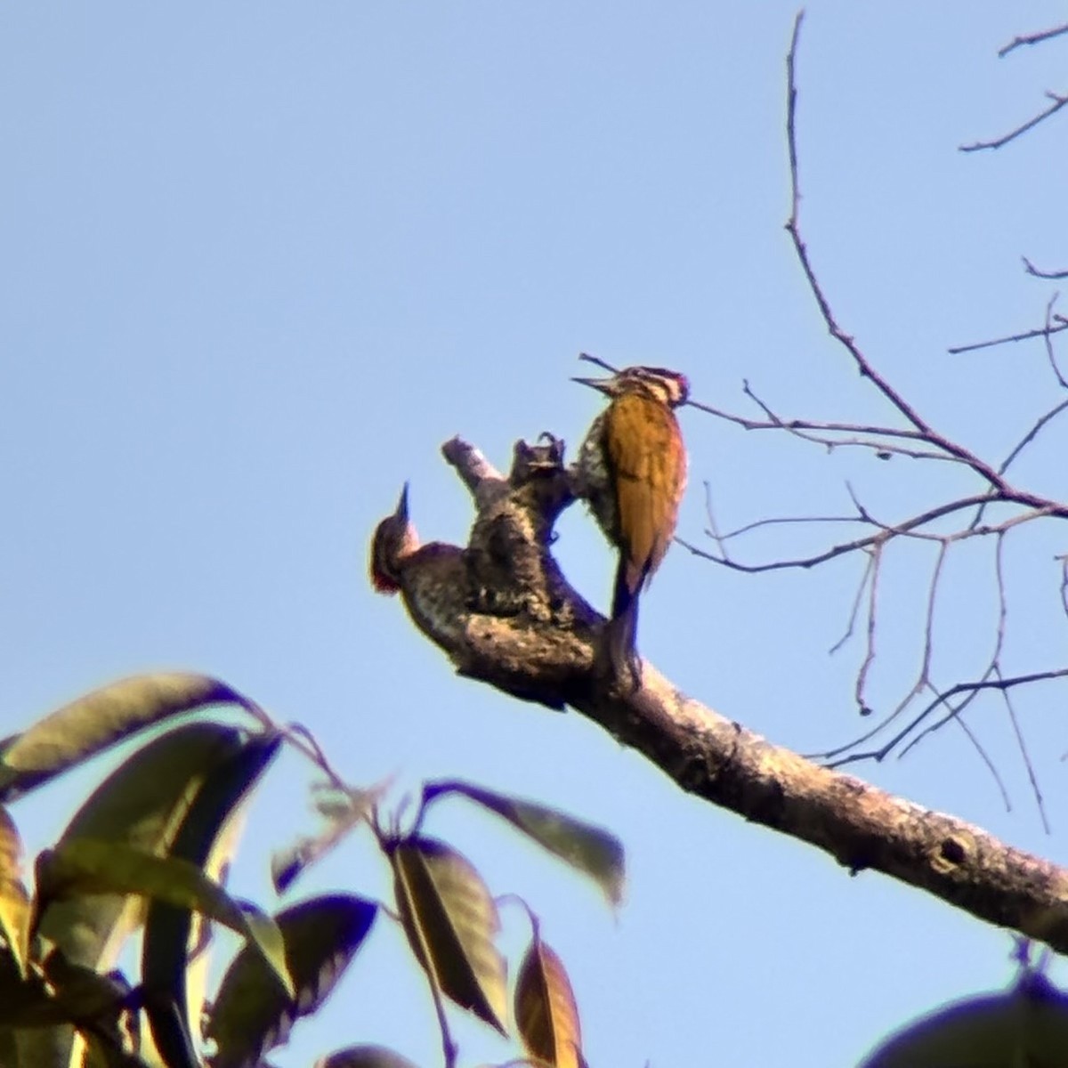 Spot-throated Flameback - ML642516285