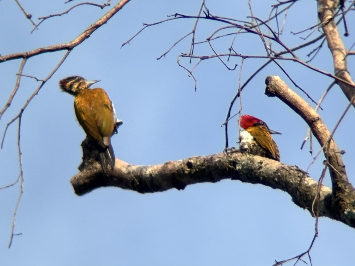 Spot-throated Flameback - ML642516286