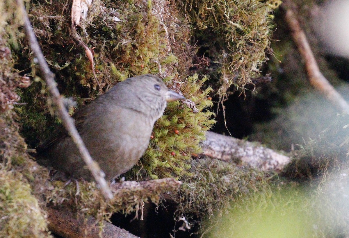 Dark-breasted Rosefinch - ML642516290