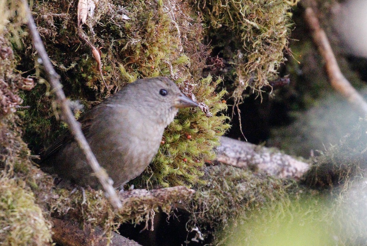 Dark-breasted Rosefinch - ML642516291