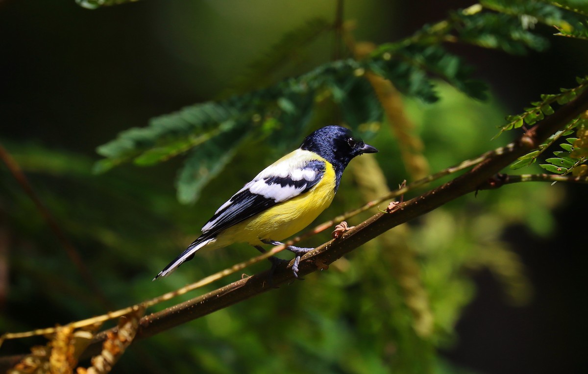 Palawan Tit - ML642516296
