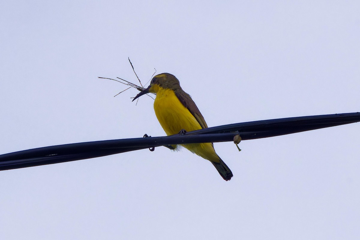 Sahul Sunbird - ML642516319