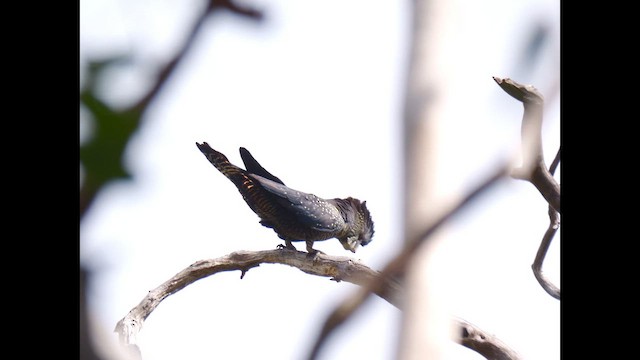 Red-tailed Black-Cockatoo - ML642516321