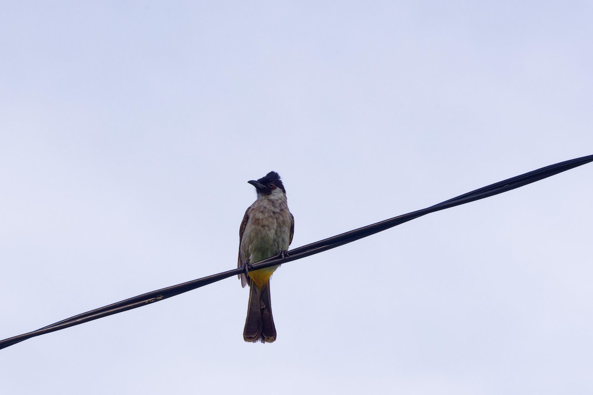 Sooty-headed Bulbul - ML642516323