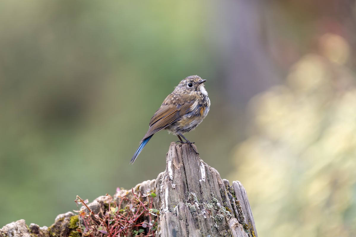 Himalayan Bluetail - ML642516327