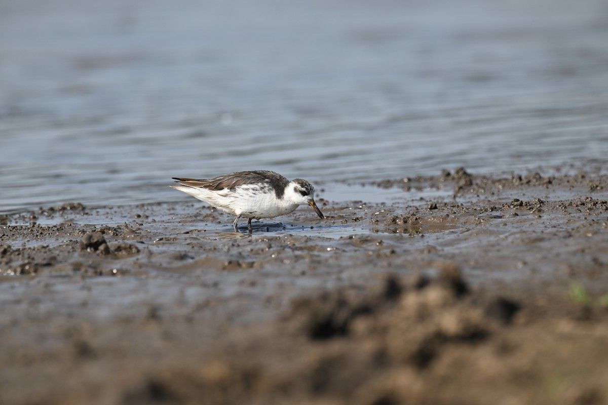 Red Phalarope - ML642516331