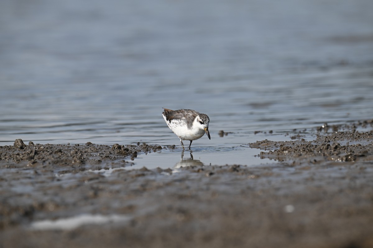 Red Phalarope - ML642516332
