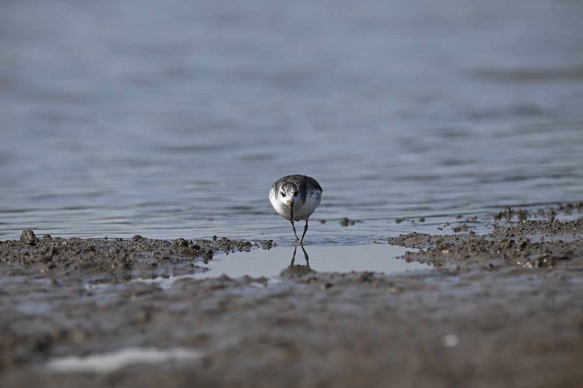 Red Phalarope - ML642516333