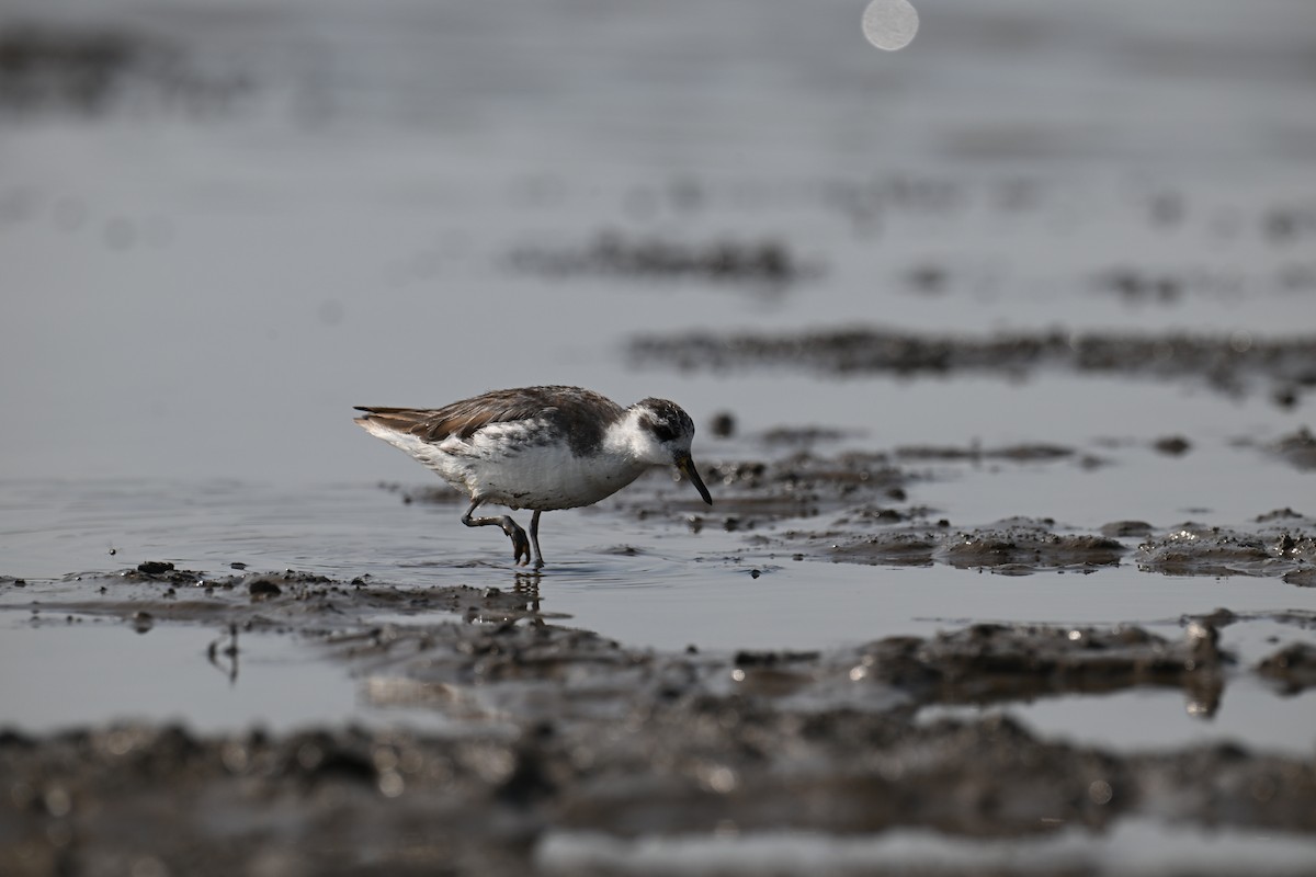 Red Phalarope - ML642516336