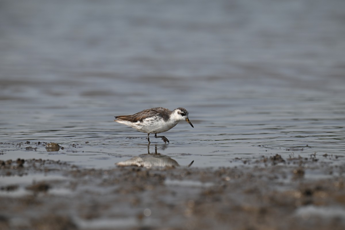 Red Phalarope - ML642516338