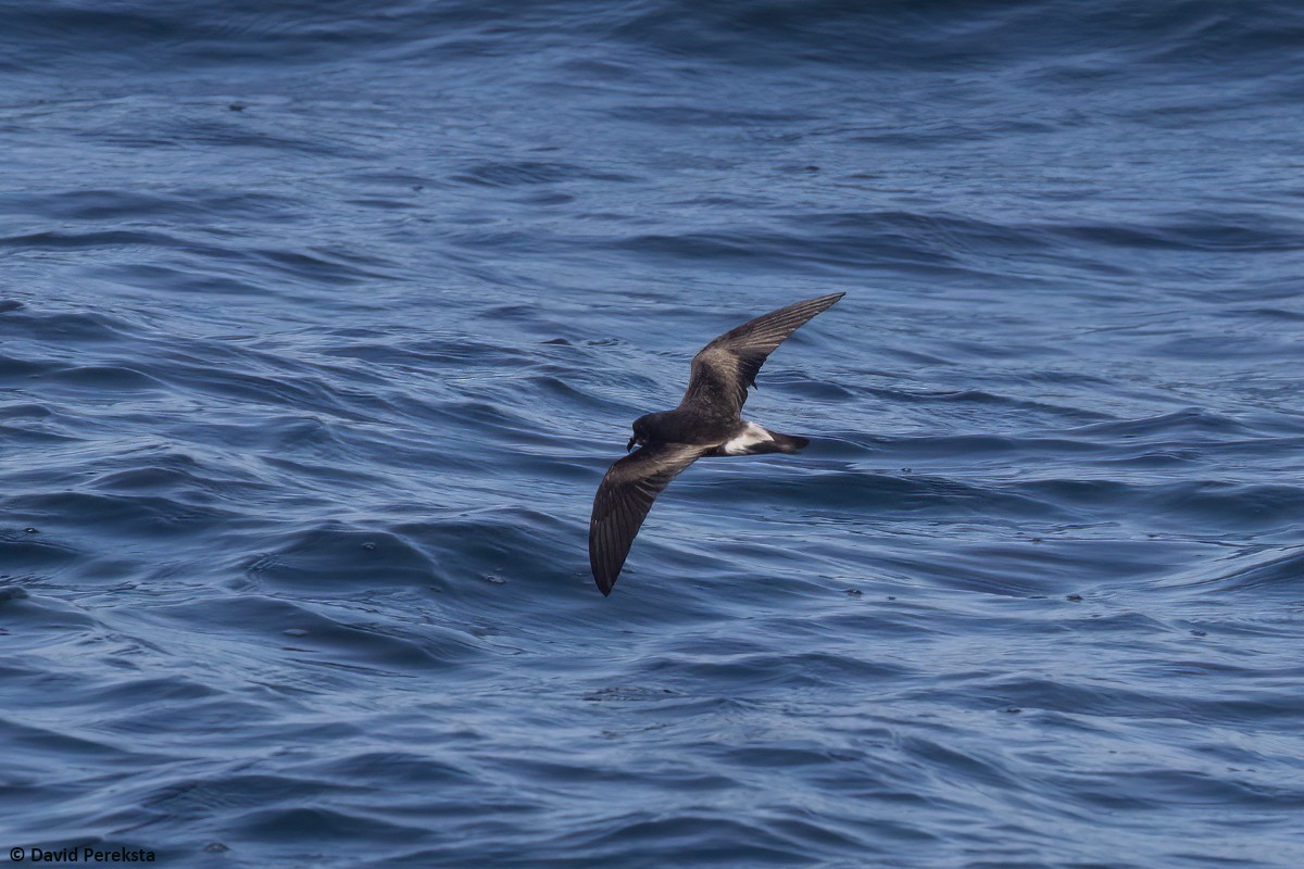 Townsend's Storm-Petrel - ML642516341