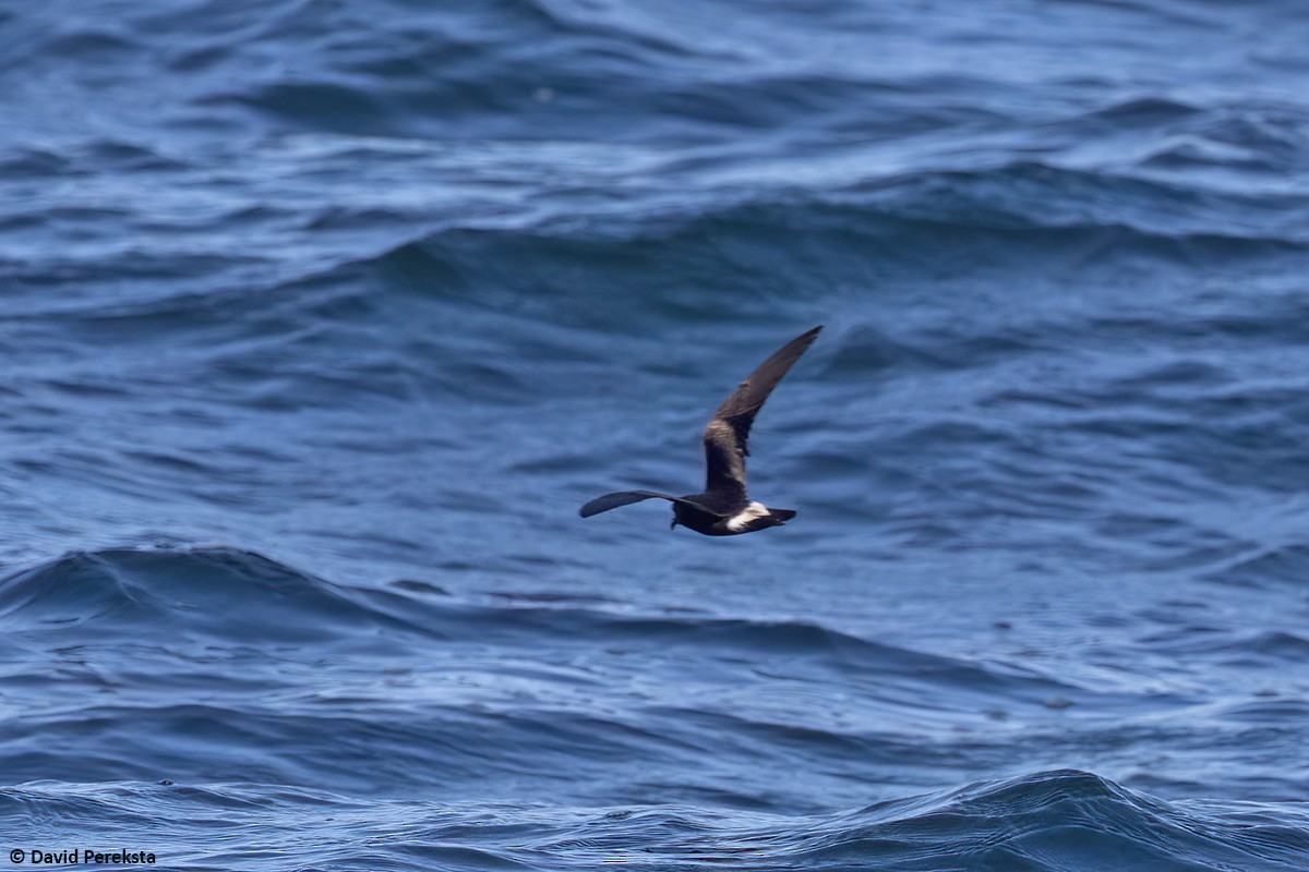 Townsend's Storm-Petrel - ML642516342