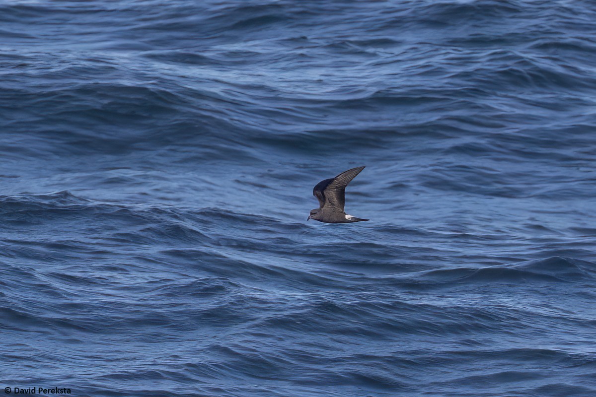 Townsend's Storm-Petrel - ML642516343