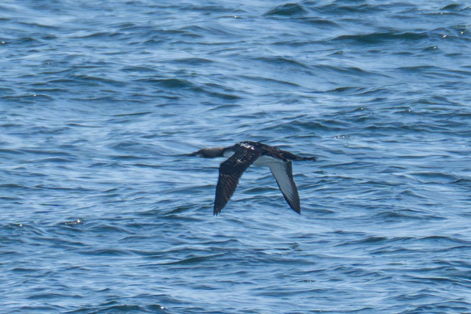 Pacific Loon - ML642516344