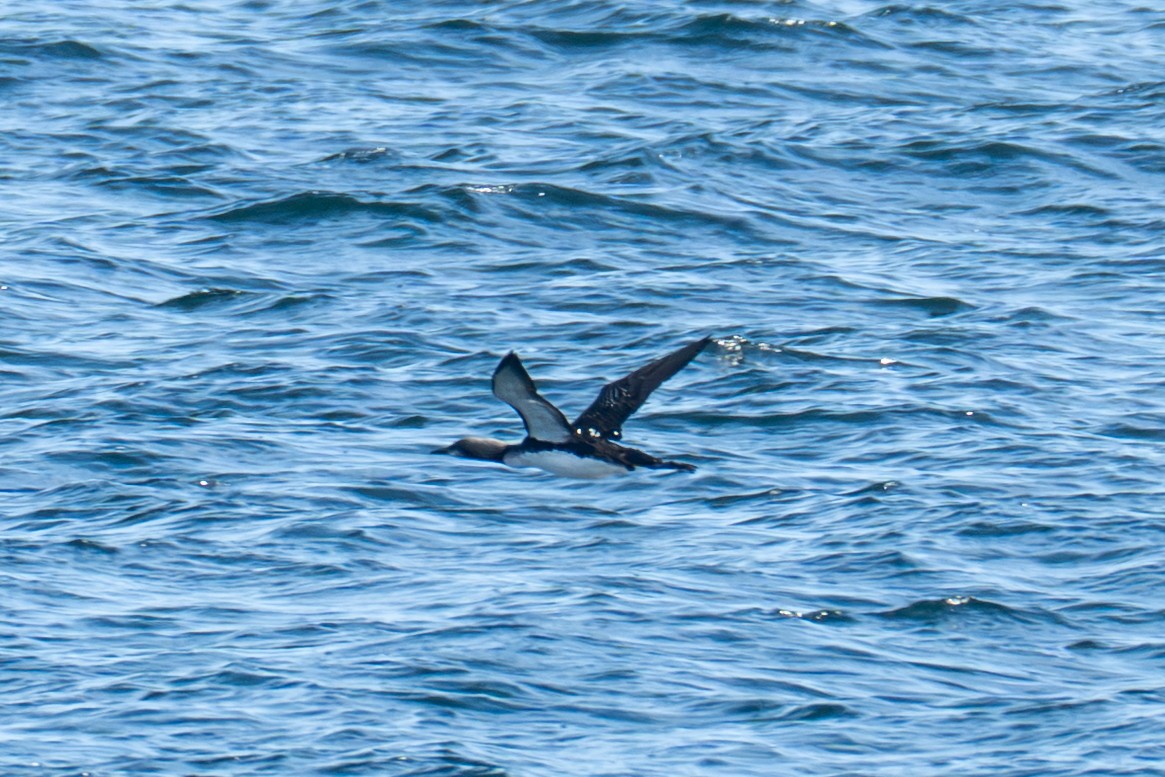 Pacific Loon - ML642516345
