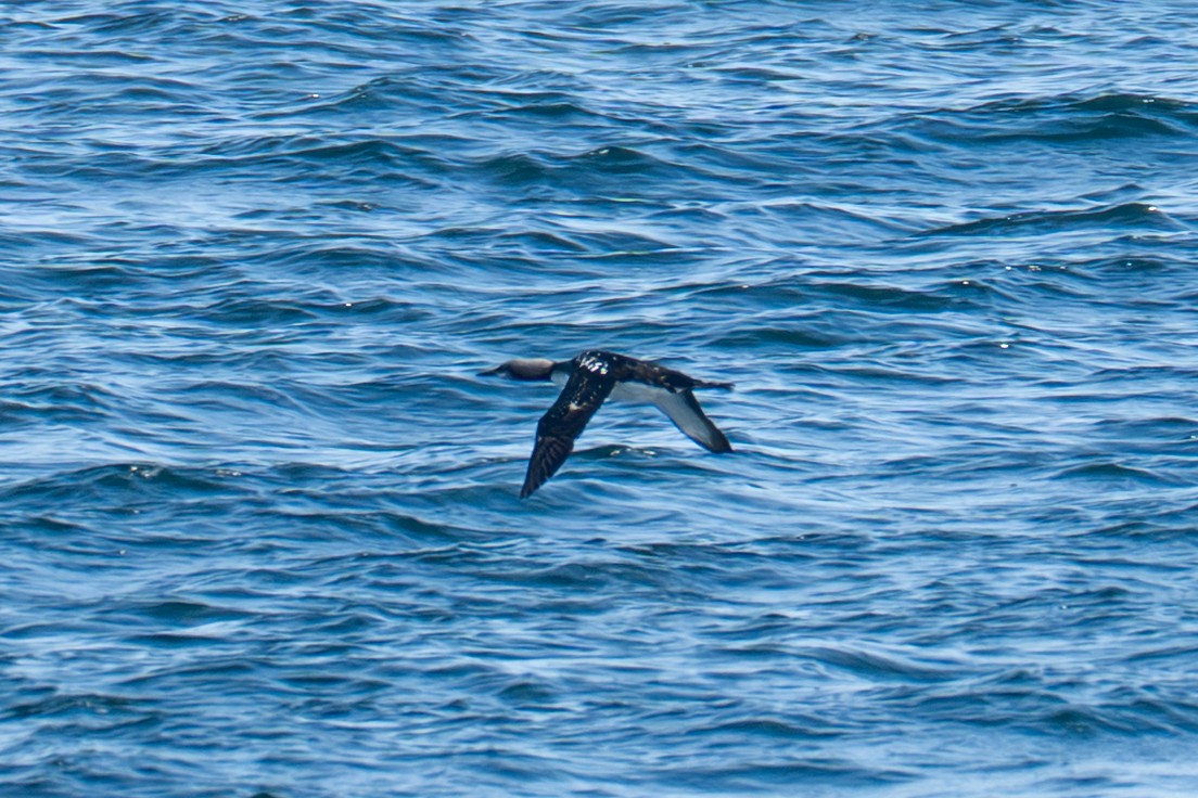 Pacific Loon - ML642516346