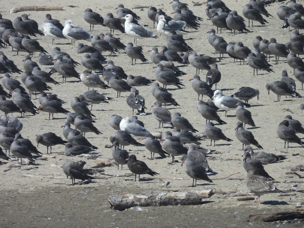 Heermann's Gull - ML642516347
