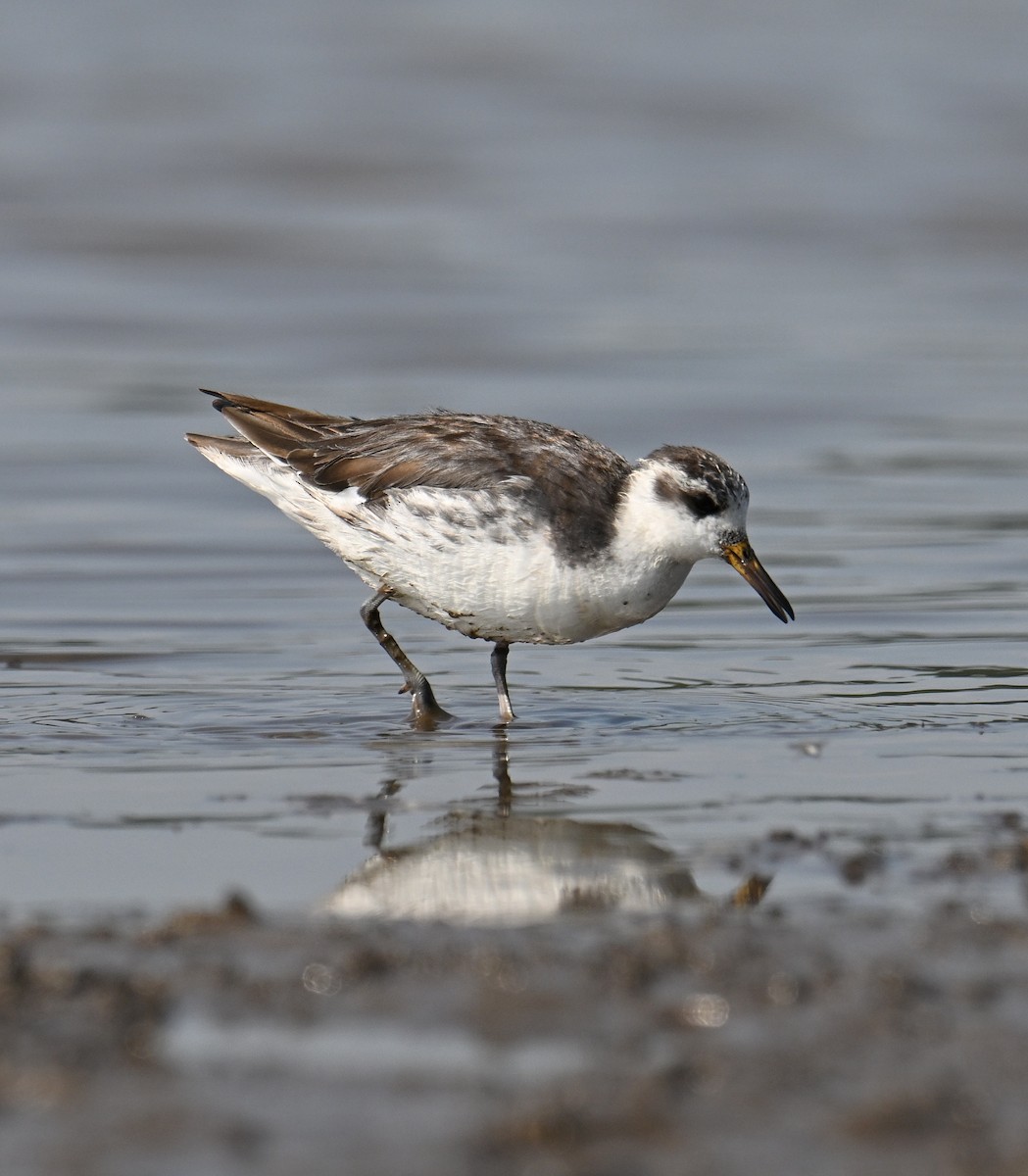 Red Phalarope - ML642516391
