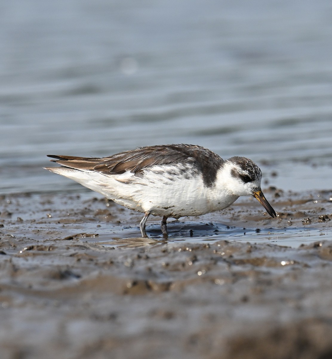 Phalarope à bec large - ML642516392