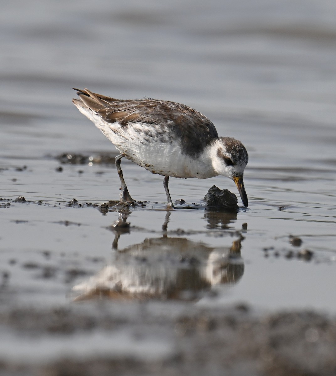 Phalarope à bec large - ML642516393
