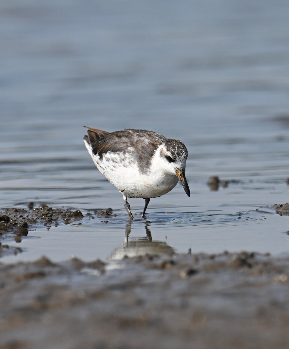Red Phalarope - ML642516394