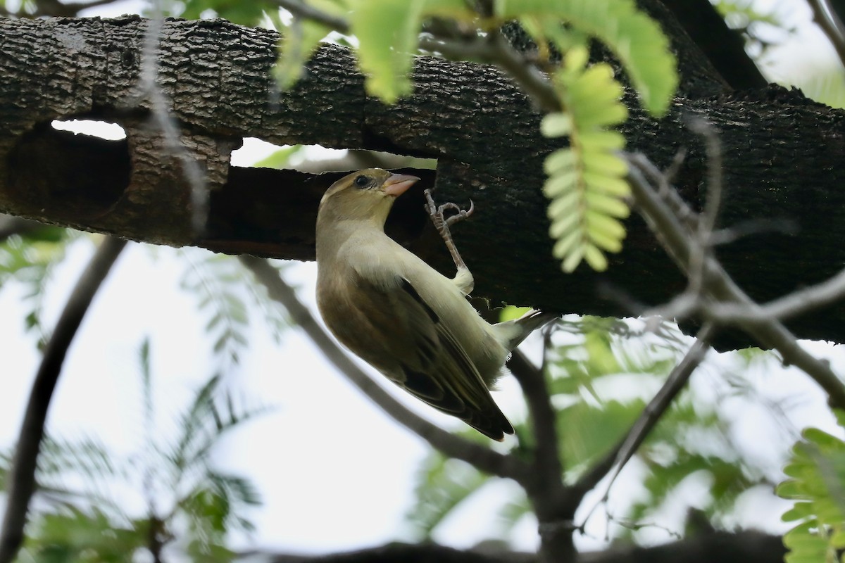 Moineau flavéole - ML642516409