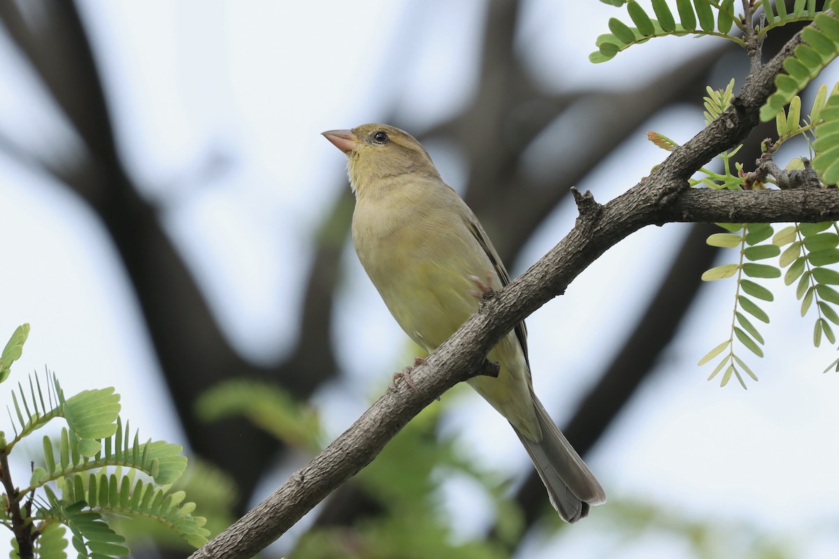 Moineau flavéole - ML642516410